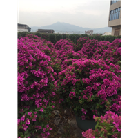 福建三角梅盆景种植基地√三角梅盆景批发 