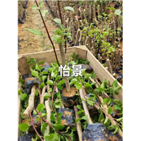 怡景三角梅苗批发