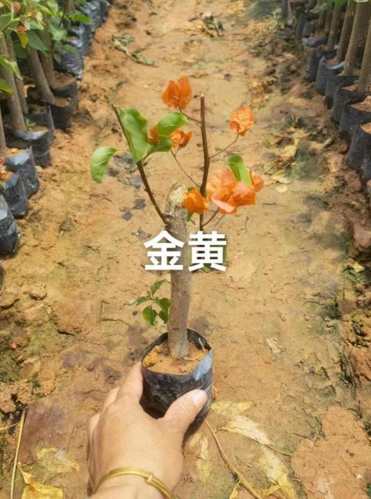 金黄三角梅