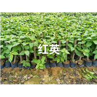 红樱三角梅苗