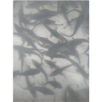 德阳杂交鲟养殖 