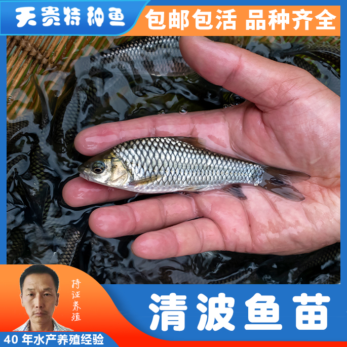 中华倒刺鲃苗批发