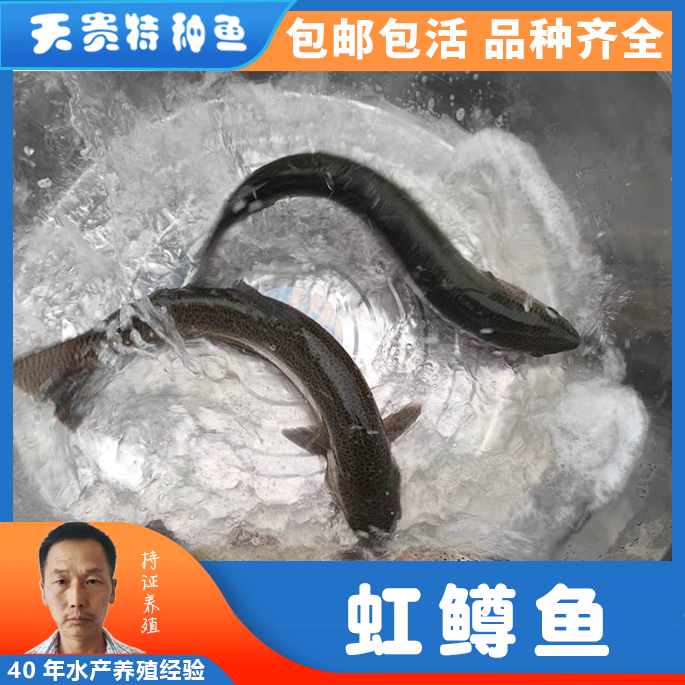 虹鳟鱼与金鳟鱼的区别，眉山虹鳟鱼批发