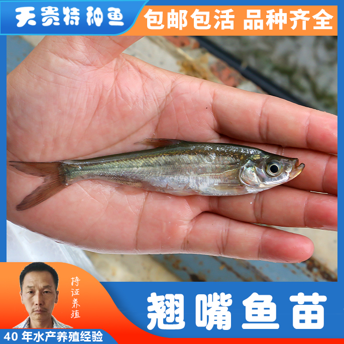 红鳍鲌与翘嘴的区别
