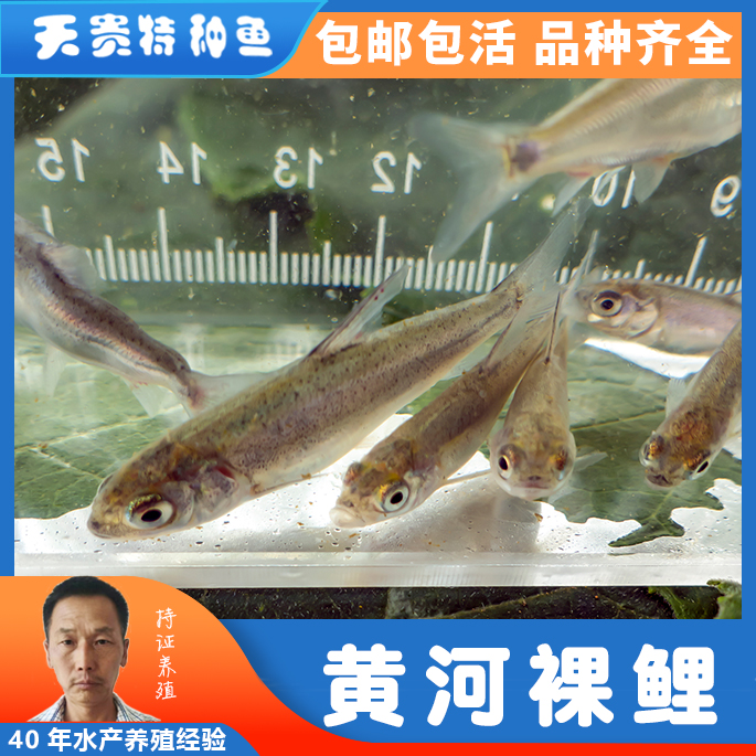 黄河裸裂尻鱼， 黄河裸鲤黄河鱼，裸鲤批发，欢迎来电
