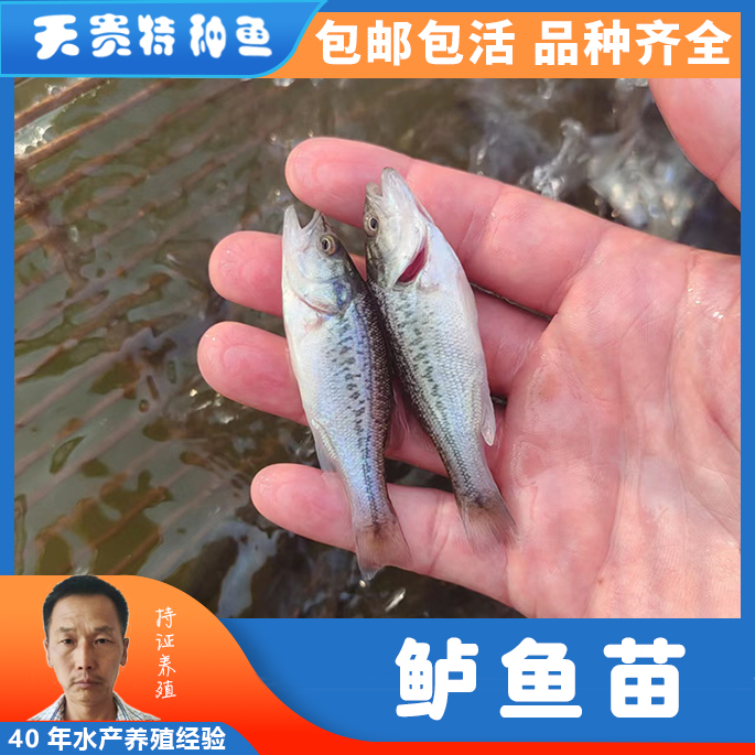 鲈鱼天贵水产基地直发，品质很好欢迎前来考察
