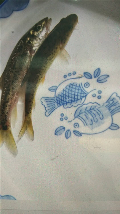 贵州鲈鲤-鲈鲤哪里有卖 