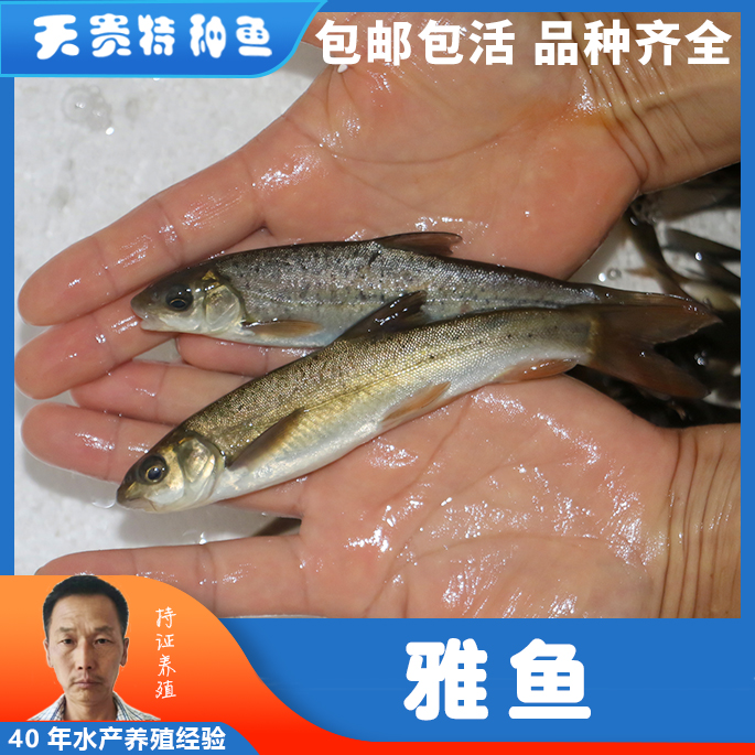 哪里的雅鱼味道正宗