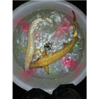 南充中华鲟多少钱 