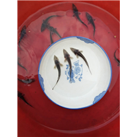 德阳中华鲟供应商 