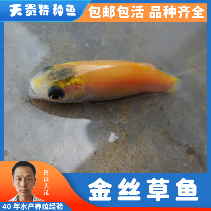 广东金草鱼鱼苗，四川金草鱼苗批发，金丝草鱼和金草鱼的区别