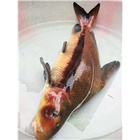 广安胭脂鱼价格 