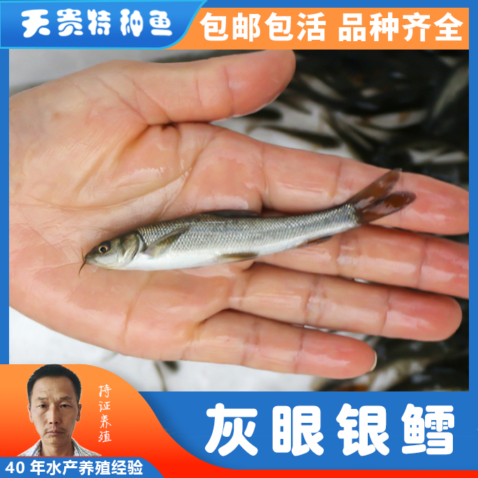 四川银鳕鱼 淡水鱼苗，欢迎来购