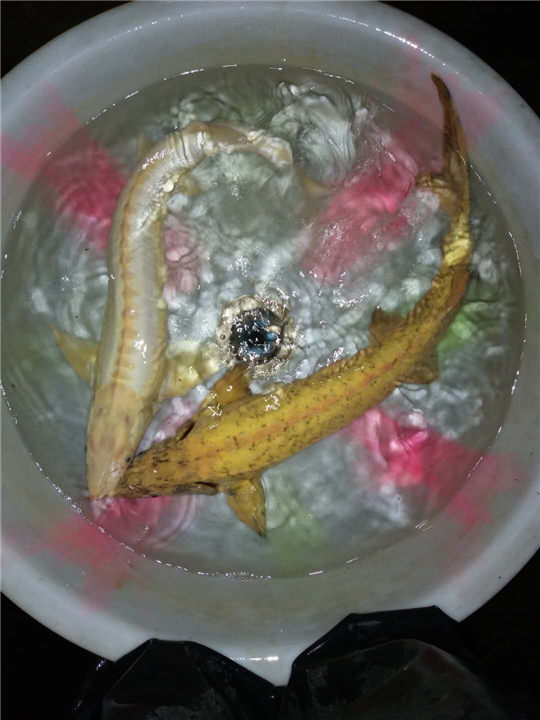 南充中华鲟多少钱 
