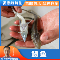 鲟鱼鱼苗价格是多少