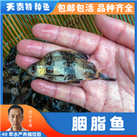 胭脂鱼 胭脂鱼发型漂亮 厂家直发胭脂鱼