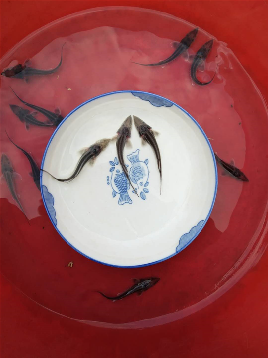 南充杂交鲟出售 