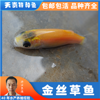 广东金草鱼鱼苗，四川金草鱼苗批发，金丝草鱼和金草鱼的区别
