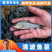 中华倒刺鲃苗批发