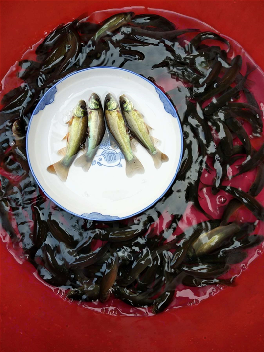 宜宾丁贵鱼苗厂家 