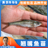红鳍鲌与翘嘴的区别