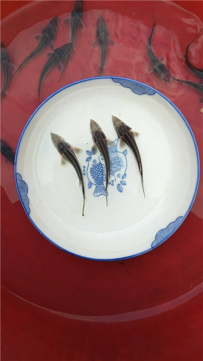 凉山中华鲟哪里有卖 