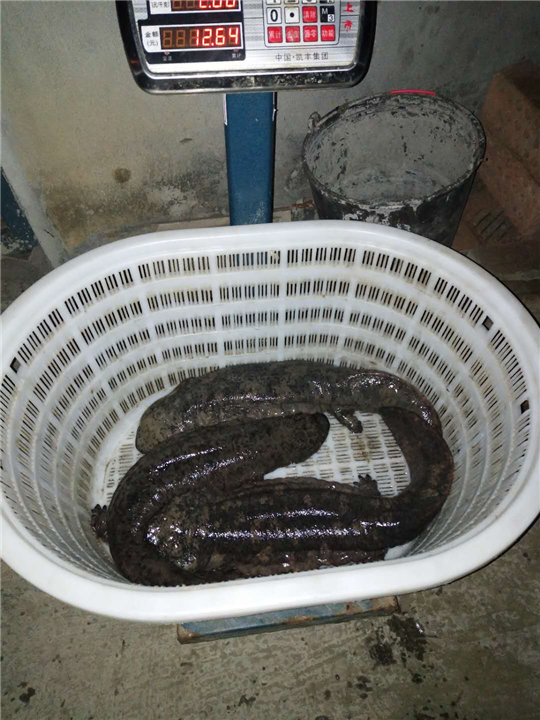 四川娃娃鱼厂家电话 