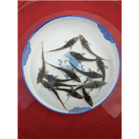 达州中华鲟厂家直销 