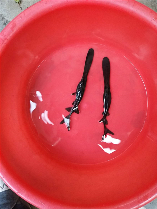 成都鸭嘴鱼_鸭嘴鱼养殖场 