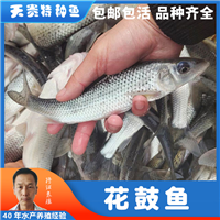 麻鲤花骨鱼， 花骨鱼养殖条件， 花鼓鱼批发