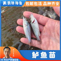 鲈鱼天贵水产基地直发，品质很好欢迎前来考察