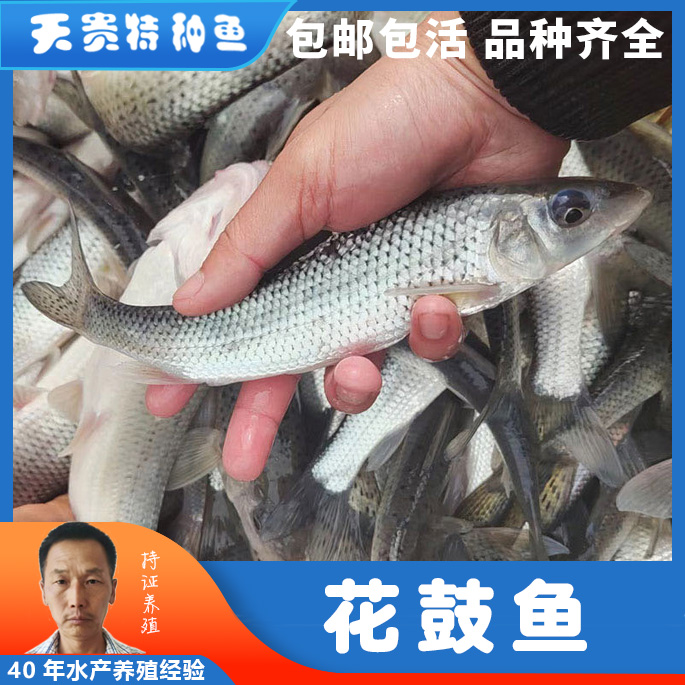 麻鲤花骨鱼， 花骨鱼养殖条件， 花鼓鱼批发