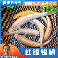 四川红眼鱼养殖、鱼苗养殖场直发