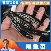 黑鱼 黑鱼苗批发 四川鱼苗批发