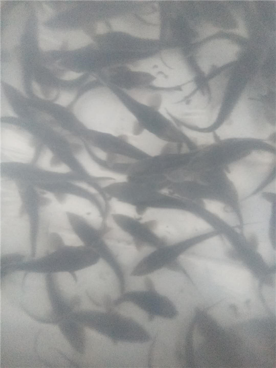 德阳杂交鲟养殖 