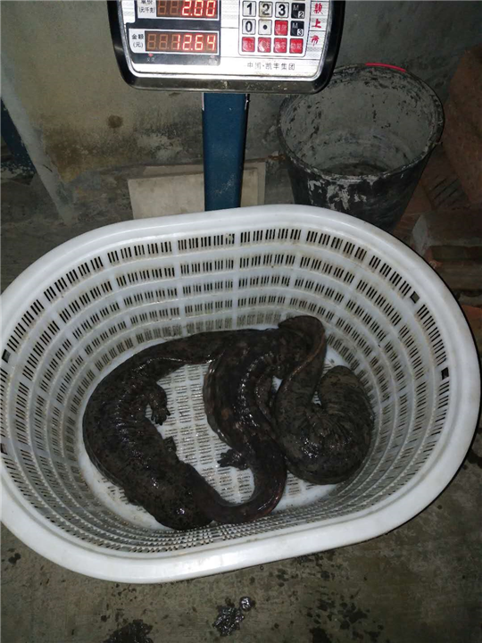 眉山娃娃鱼出售 