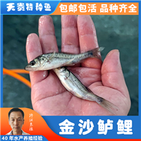 四川花鱼，四川金沙鲈鲤 ，金沙江鲈鲤雌雄鉴定方法