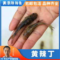 黄颡鱼苗批发价钱,黄辣丁出售