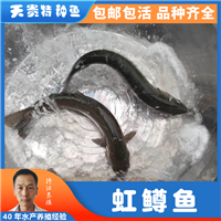 虹鳟鱼与金鳟鱼的区别，眉山虹鳟鱼批发