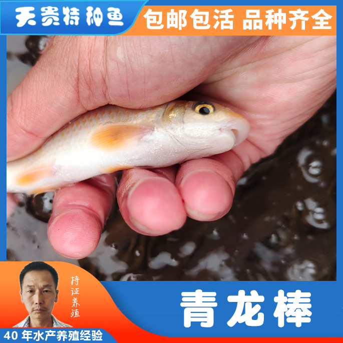 四川青龙棒，四川华鲮，吃青龙棒鱼身体有什么好处