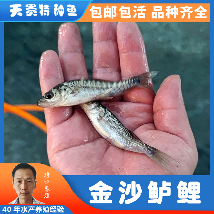 四川花鱼，四川金沙鲈鲤 ，金沙江鲈鲤雌雄鉴定方法