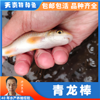 四川青龙棒，四川华鲮，吃青龙棒鱼身体有什么好处