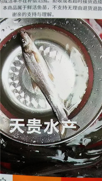 四川银鳕鱼供应商 