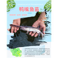 四川鸭嘴鱼_鸭嘴鱼养殖