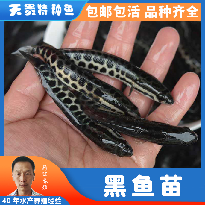 黑鱼 黑鱼苗批发 四川鱼苗批发