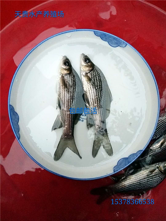 眉山岩源鲤价格 