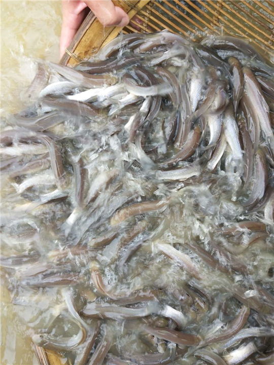 广安青龙捧厂家直销 