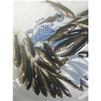浙江鲈鲤-鲈鲤厂家 