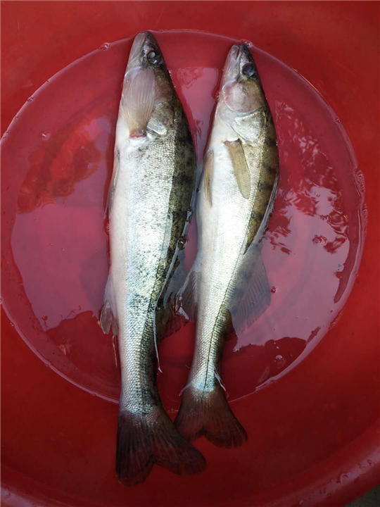 重庆银鳕鱼价格 
