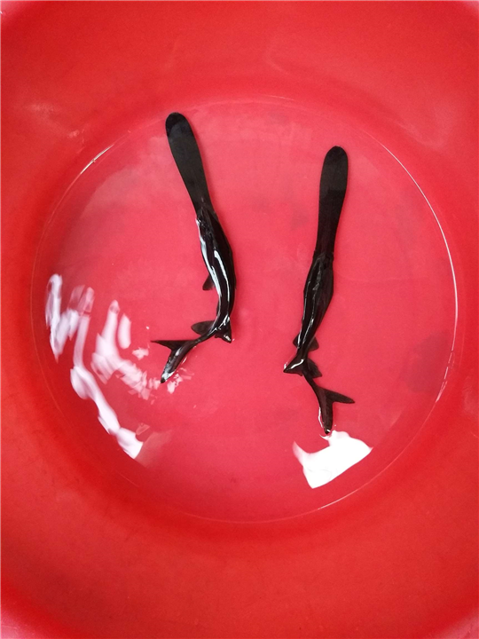 宜宾鸭嘴鱼_鸭嘴鱼养殖 